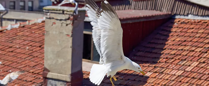 Residential Chimney Animal Removal Solution in Sherrelwood, CO