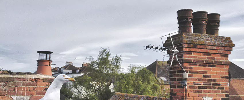 Chimney Cleaning And Restoration in Sherrelwood, Colorado